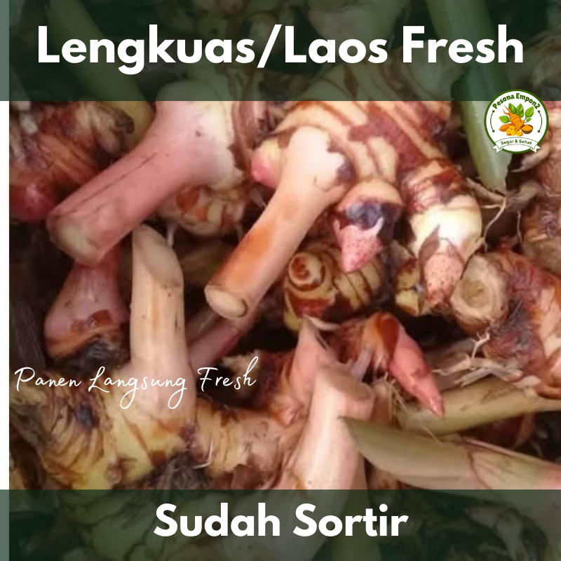 

Lengkuas Laos Laja Super Segar Langsung Panen Dari Kebun Sudah Sortir