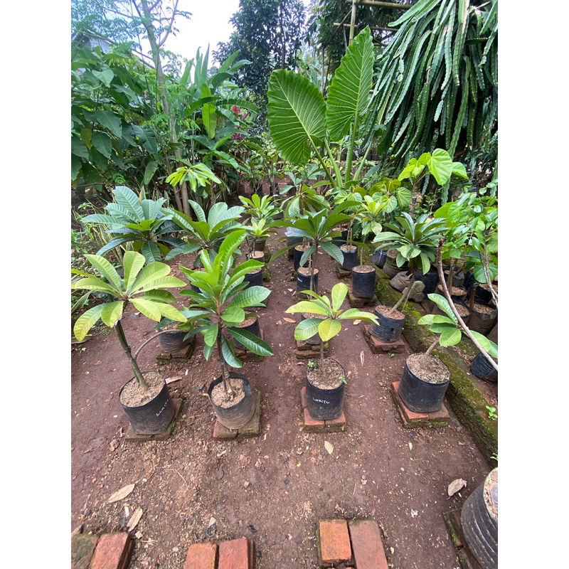 bibit mamey sapote lorito