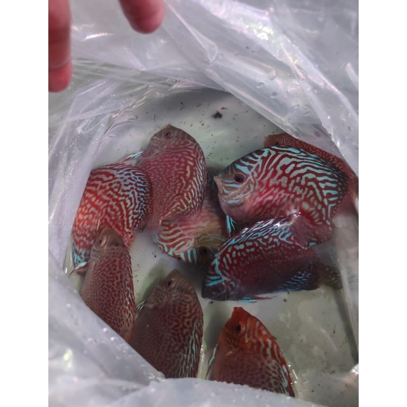 Ikan Discus Tiger Turquoise 3 Inc