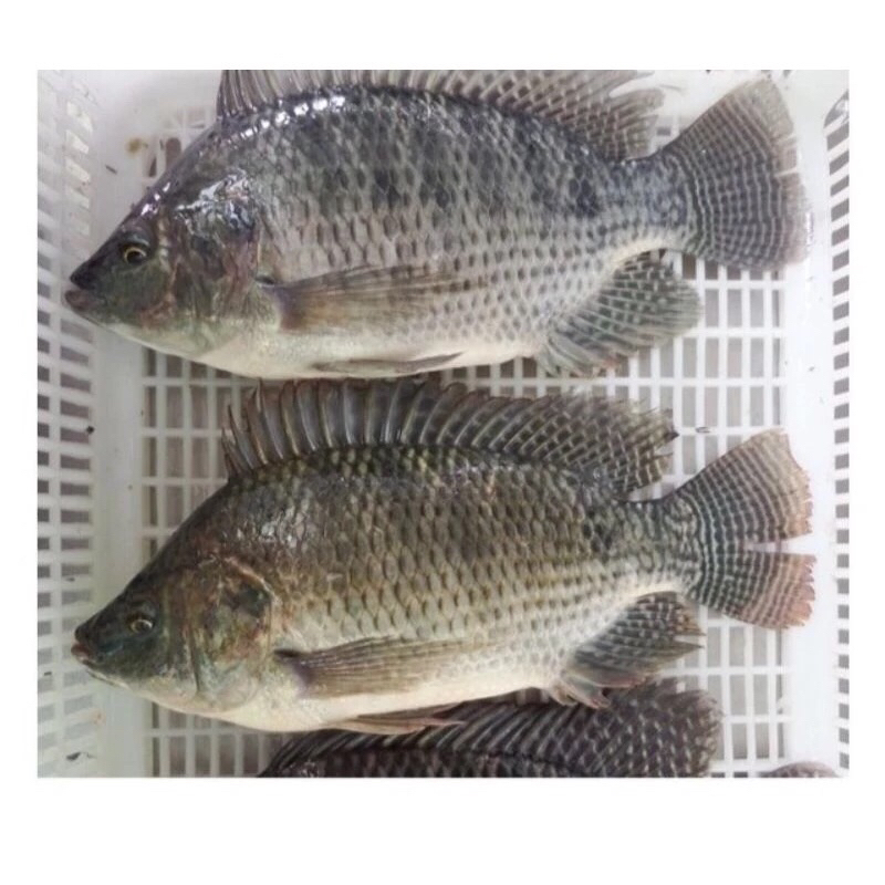 

Ikan Mujaer Tilapia Segar Fresh Frozen 1Kg / Hasil Tangkapan BERGARANSI