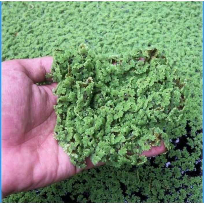 Bibit Azolla - Azola Pinnata Pakan Ikan dan Unggas 1kg