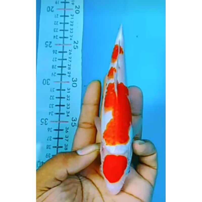 hiasan aquarium tancho kohaku grade a size 10-15cm