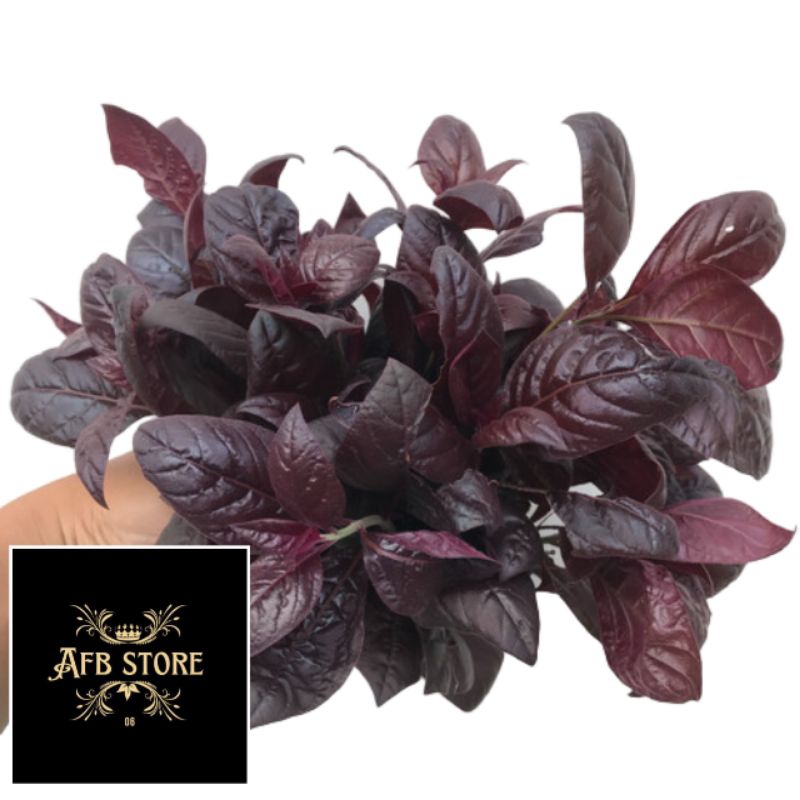 

Daun Unggu Handeleum Herbal Wasir Ambein