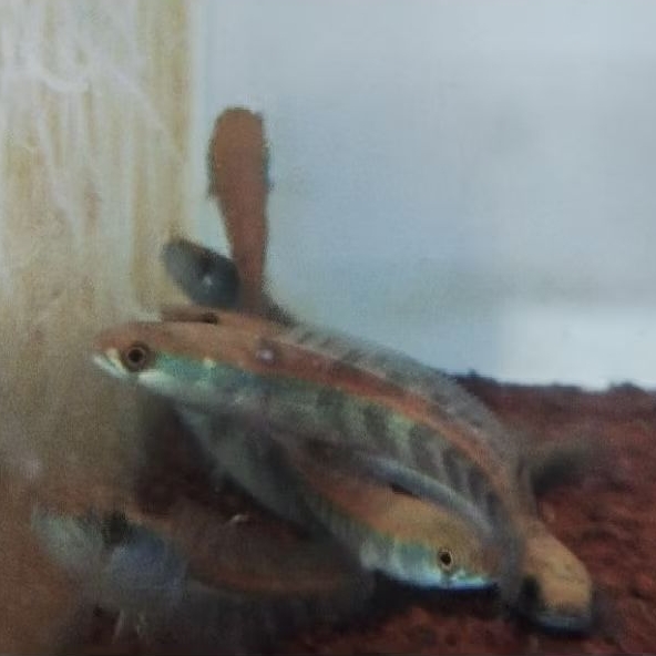 Red Barito 4-6cm Good Bar Big Bar grade A super an