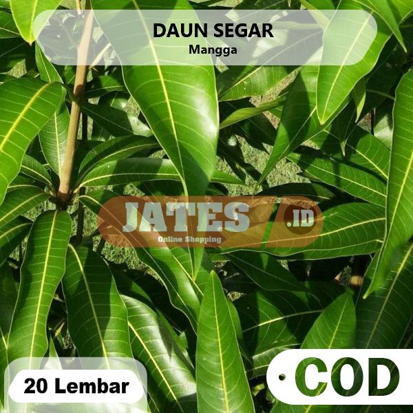 

Daun Mangga Segar 20 Lembar