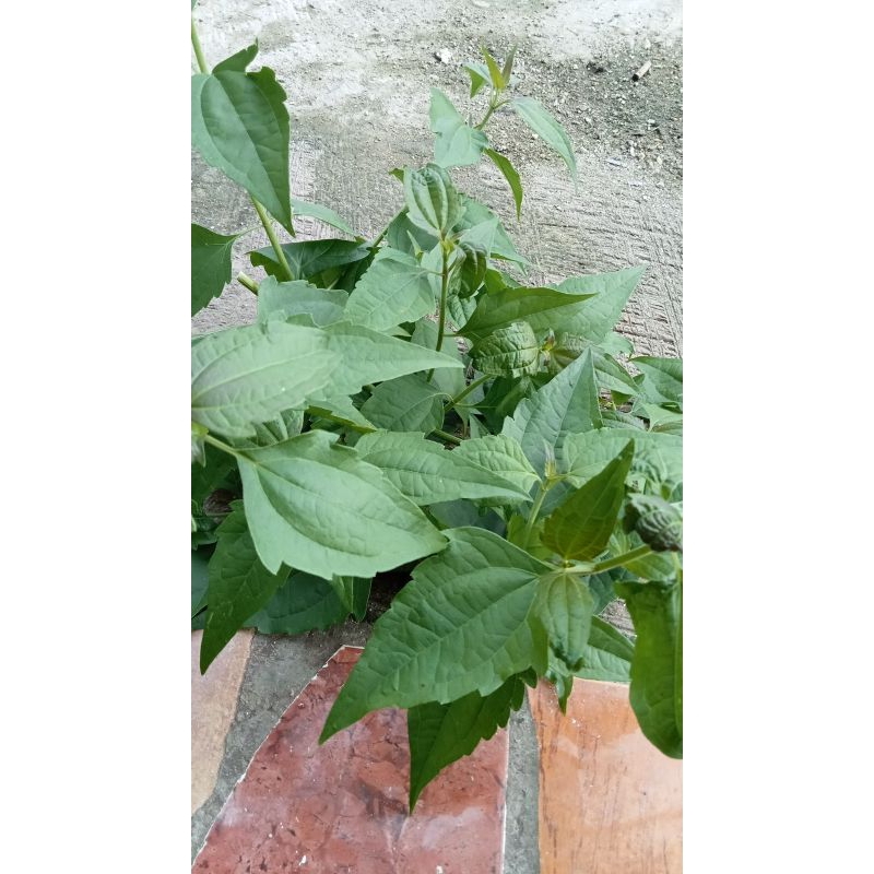 

daun brenuk segar per lembar 100