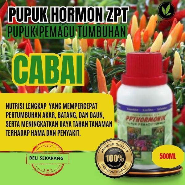 ZPT Tanaman Cabe, Pupuk Hormon Pertumbuhan Cabai Rawit, Merah, Hijau, Pupuk Cabai Pertumbuhan, Asli