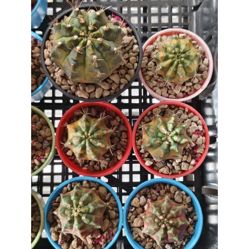 Kaktus Gymno Gymnocalycium Mihanovichii Variegata ber ID moon radius moon crown pink diamond daydrea
