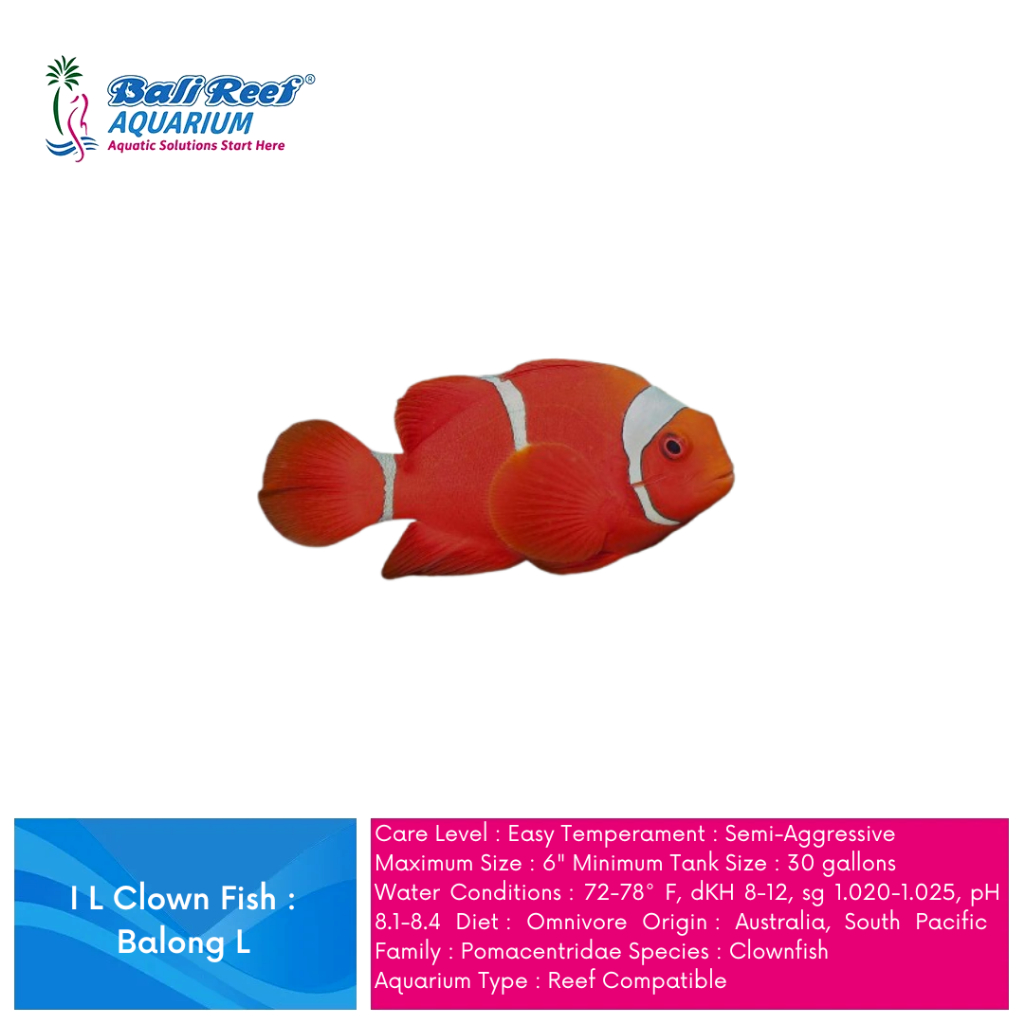 Ikan Hias Aquarium Air laut Balong Large