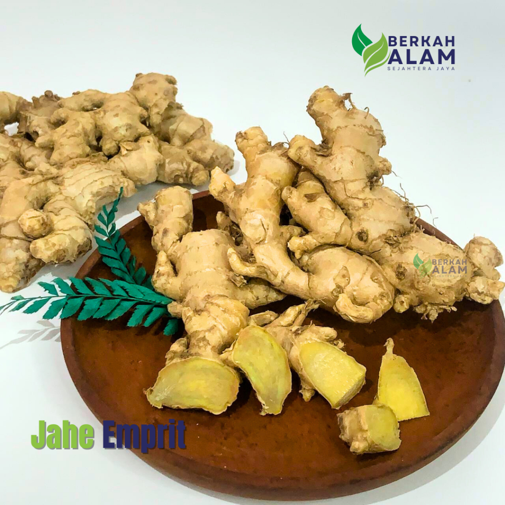 

Grosir 5 Kg Jahe Emprit Jahe Emprit Pedas Jahe Super Berkah Alam Sejahtera Jaya