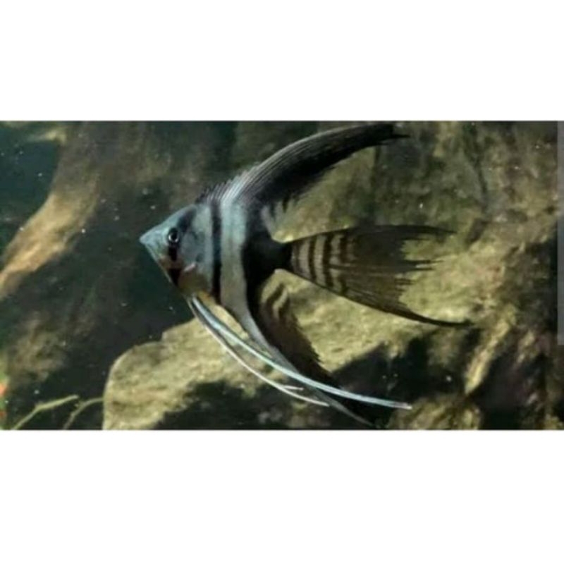 hiasan akuarium manfish BW slayer