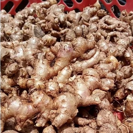 

promo jahe emprit asli tua dan pedas 1 kg