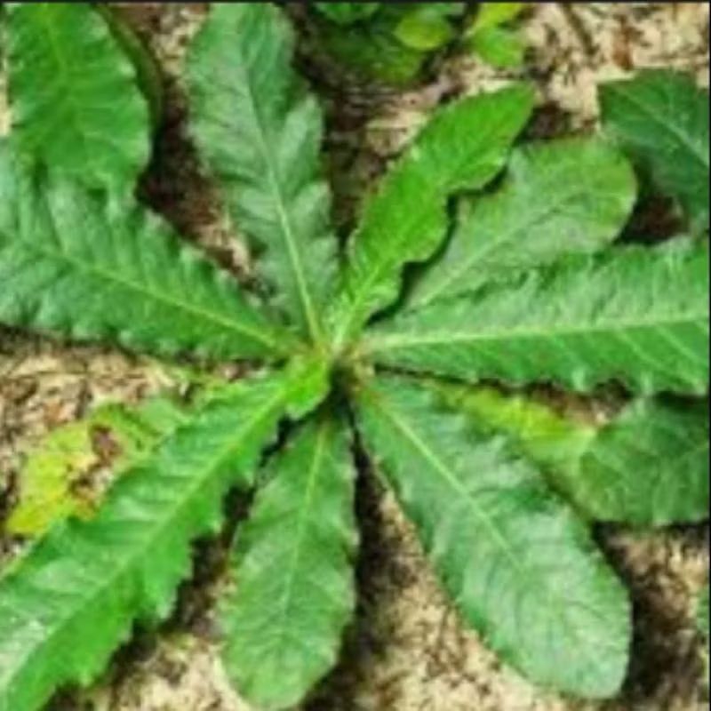 

DAUN TAPAK LIMAN ISI 25 TANGKAI FRESH BARU PETIK OBAT HERBAL