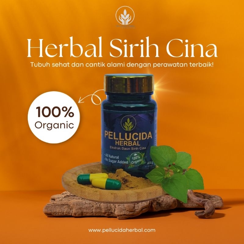

Herbal Kesehatan Kecantikan Pellucida Herbal Berkhasiat Ampuh Murah Sirih Cina Jamu Bahan Alami