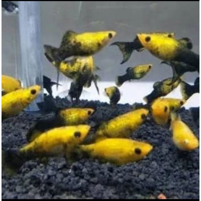 

HIASAN AQUARIUM/PLATY GOLDEN BLACK CAGAK