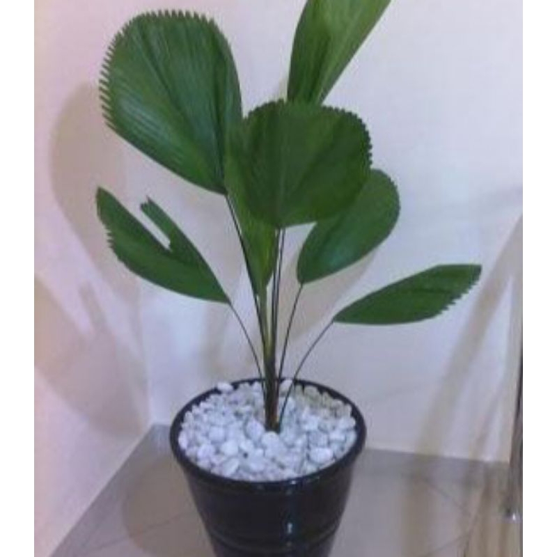 tanaman palem kol/ palem kipas tanaman hias/tanaman hias palem kipas