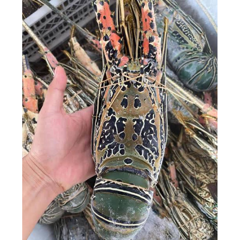 

LOBSTER BAMBU AIR LAUT 500 GR