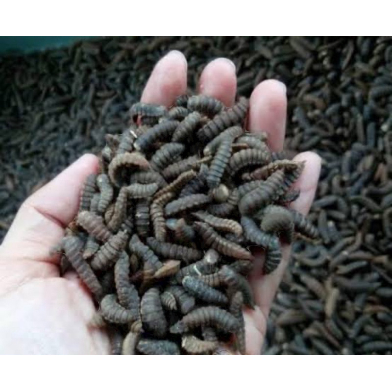 CANGKANG PUPA BSF/ Kilo