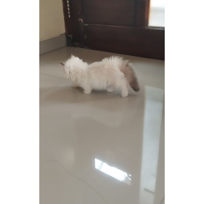 Kucing Munchkin Persia Himalaya Cebol Kaki Pendek