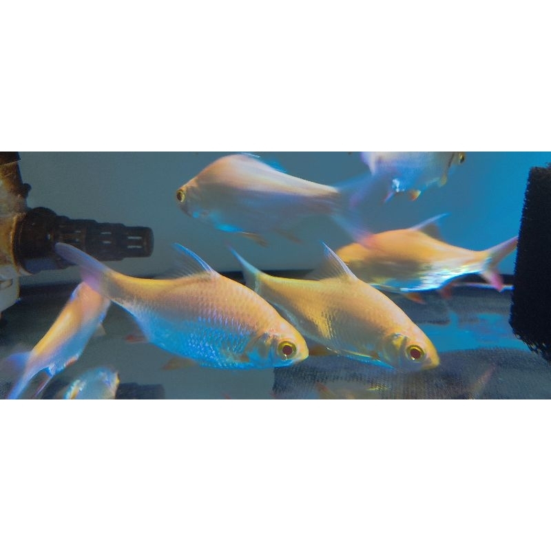 kafiat ori/biasa termurah hiasan aquarium