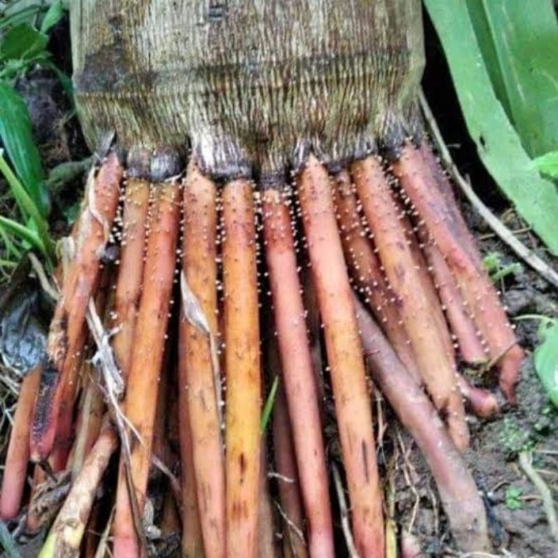 

Akar Pinang/Jambe Segar/Kering 1 Kg Asli Original Herbal Alami