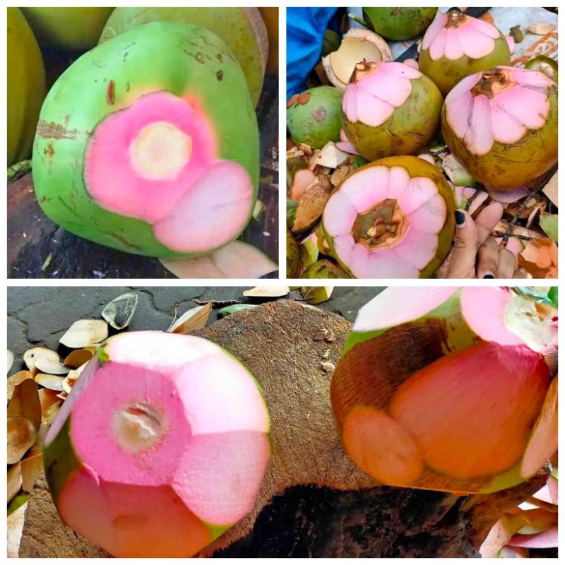 

Degan ijo jamu serat pink Best seller