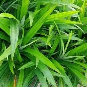 

DAUN PANDAN WANGI SEGAR