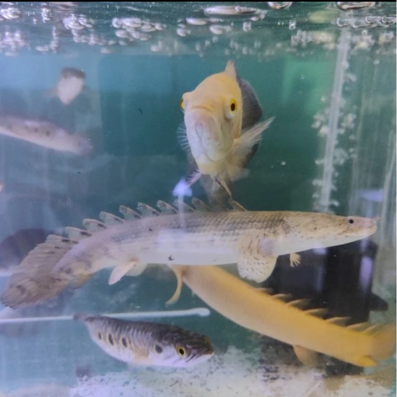 

HIASAN AQUARIUM/PALMAS ENDICERY UKURAN 8-10 CM UP