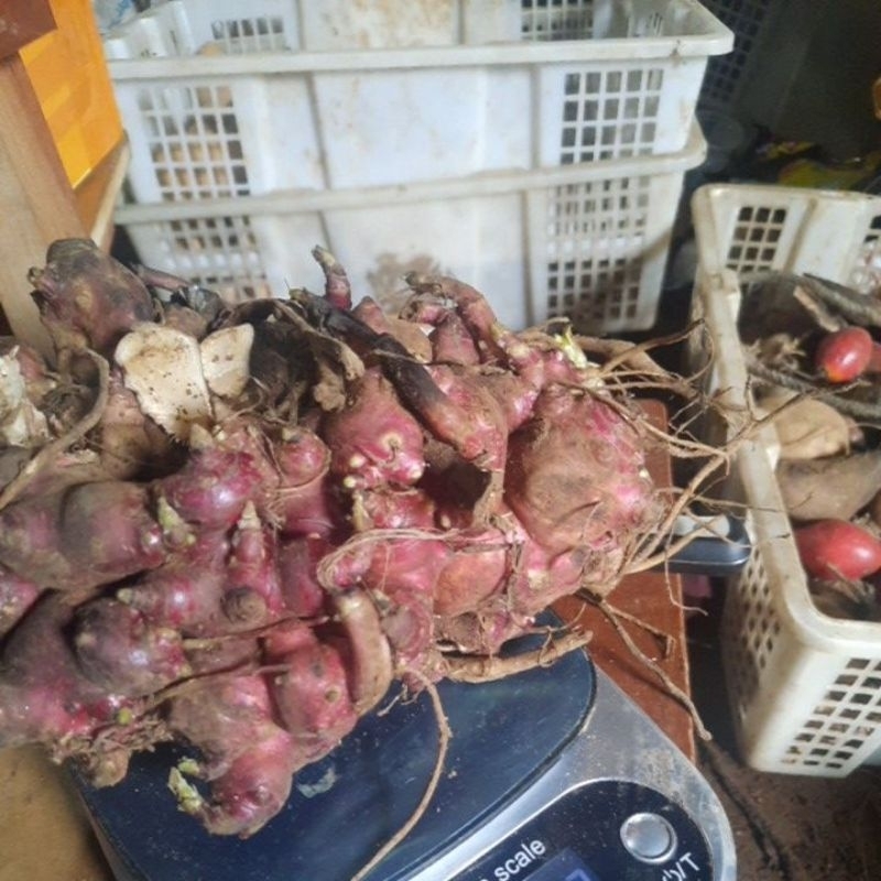 bibit umbi yakon 1kg termurah Stock terbatas
