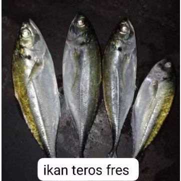 

ikan tengkek ikan teros 1 kg murah banget