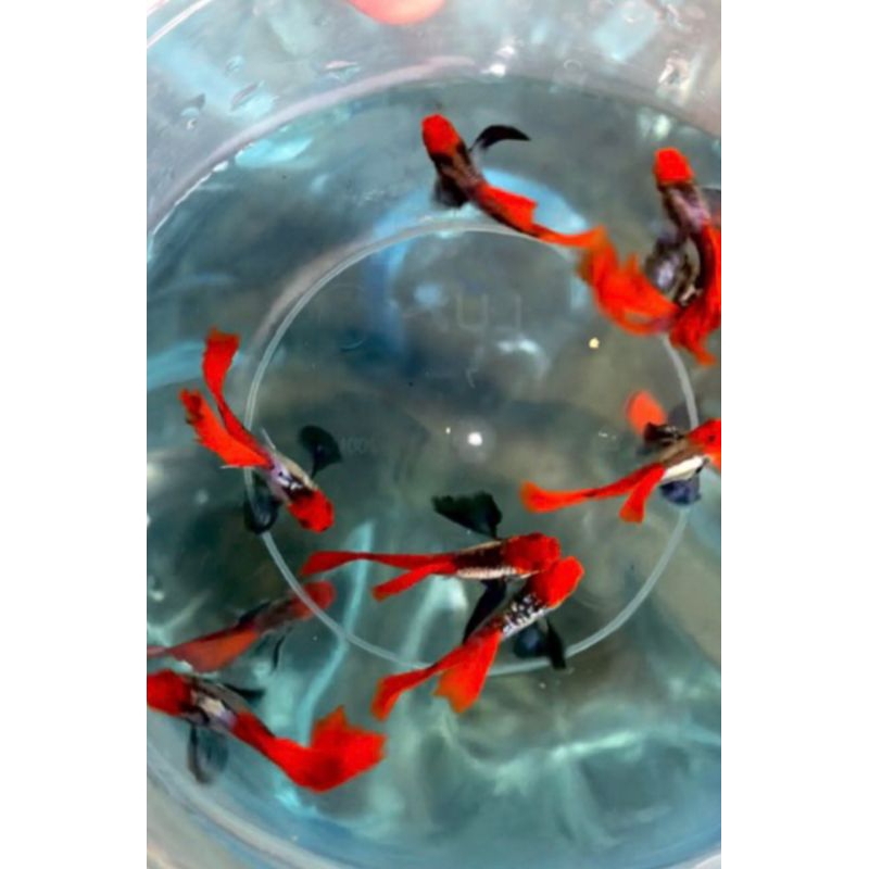 peralatan aquarium. prtde koi