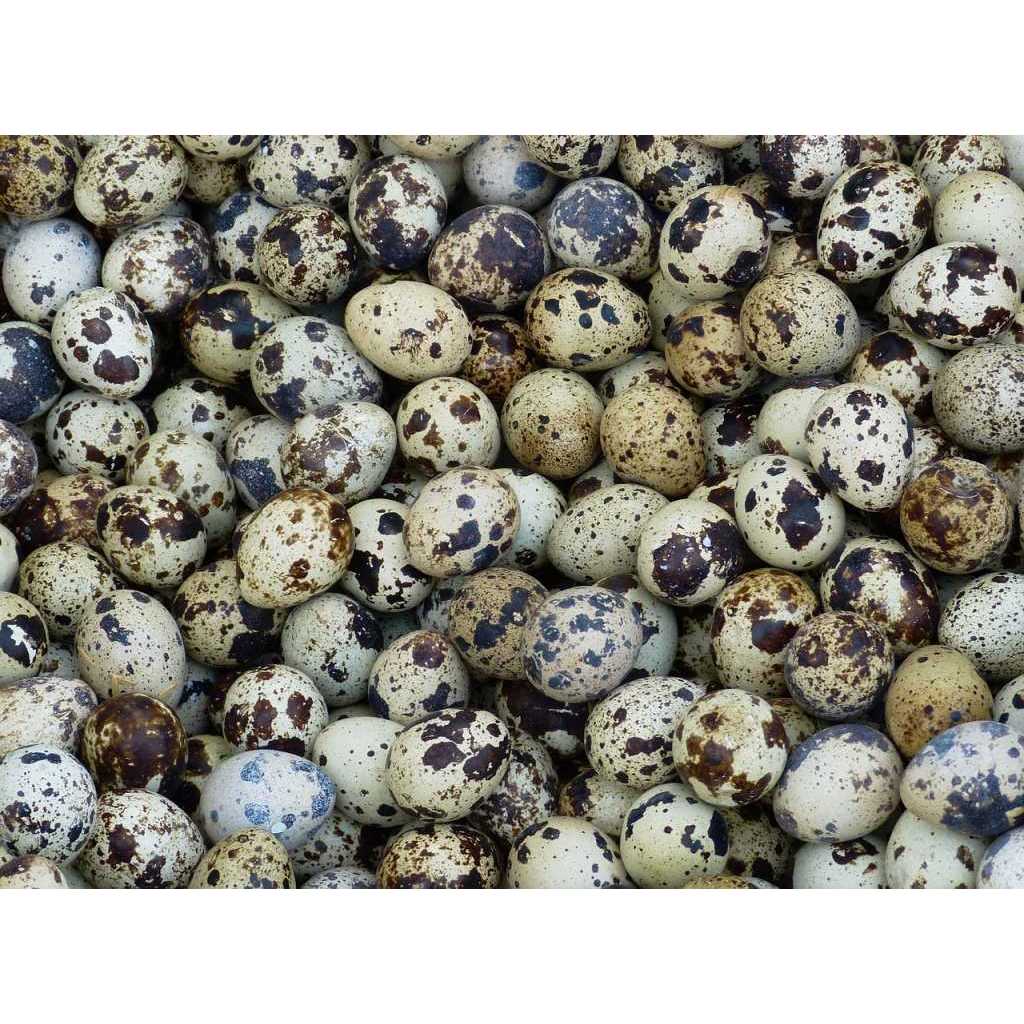 

Grosir per Pack Telur Puyuh isi 30 Murah