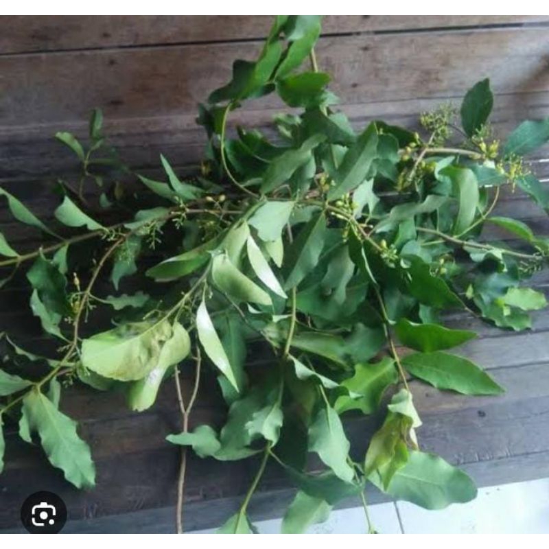 

Benalu Jeruk Dan Kelor Segar Baru Ambil 500 Gram Obat Herbal Tradisional