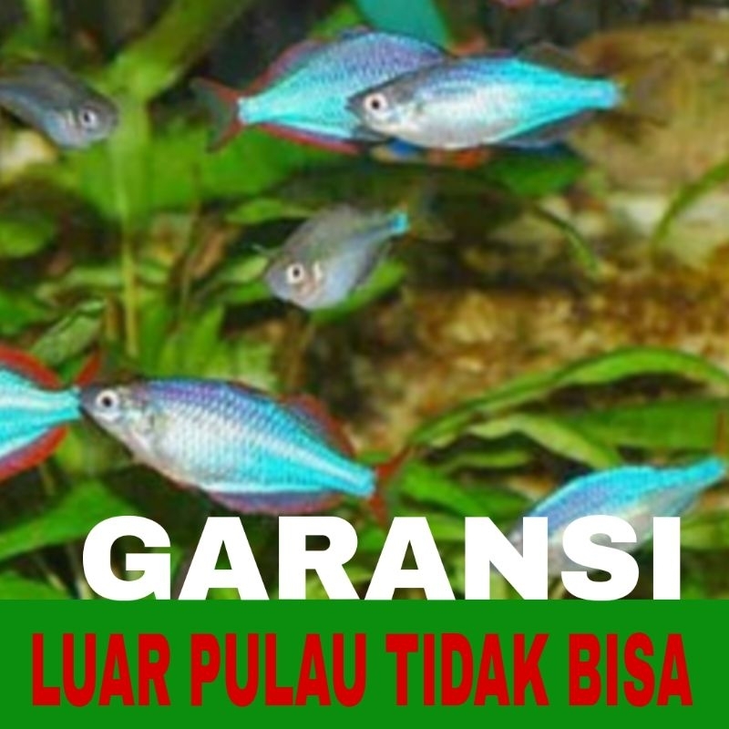 ikan hias rainbow Peacock isi 10