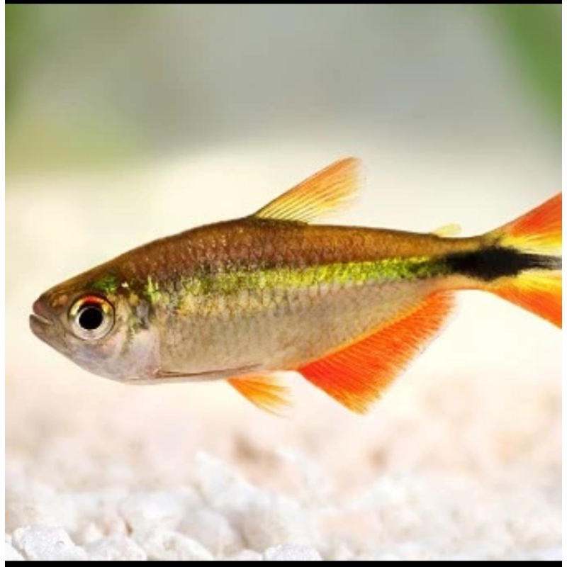 

HIASAN AQUARIUM/BOINES AIRES