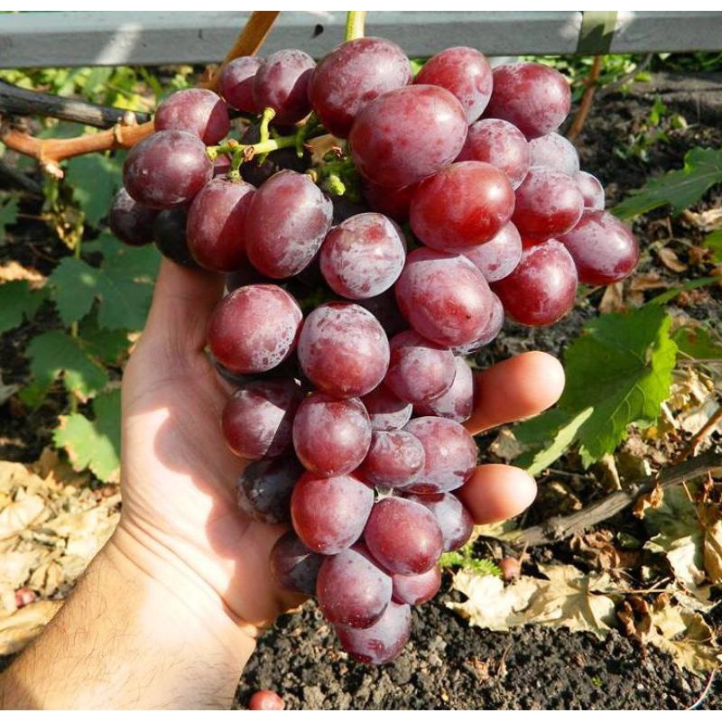 

bibit anggur import jenis SENATOR hasil grafting cepat berbuah