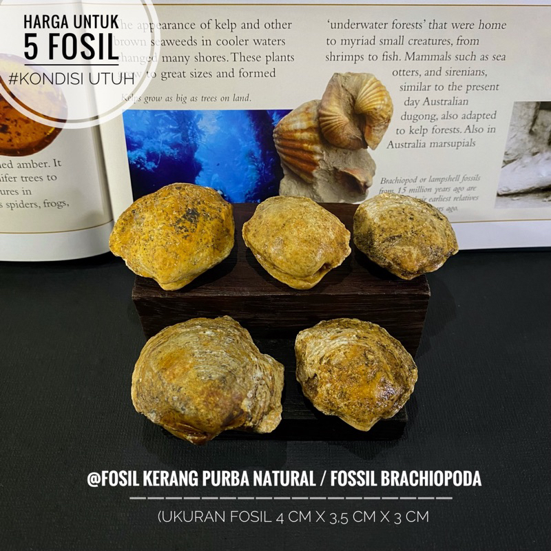 Fosil Kerang Purba Natural A31 atau Fossil Brachiopoda atau Fosil Kijing atau Fosil Kima atau Fossil