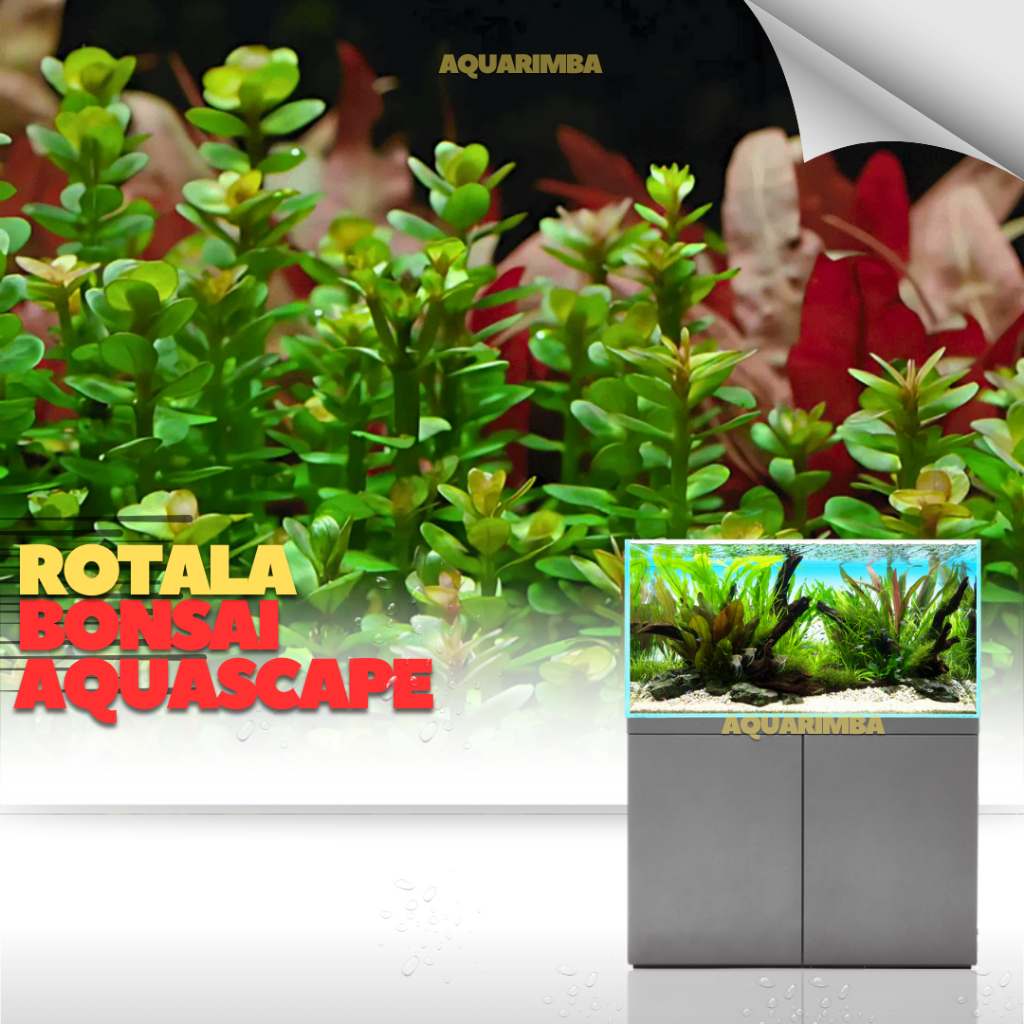 Rotala Bonsai - Amania bonsai tanaman Aquascape