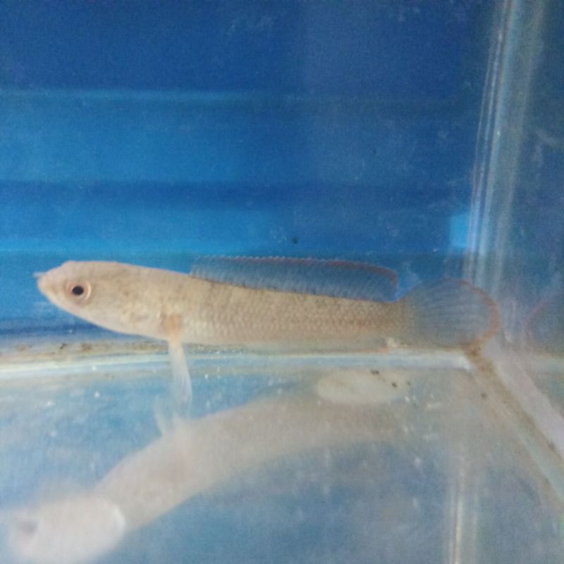 chana limbata rim tebal grade A+