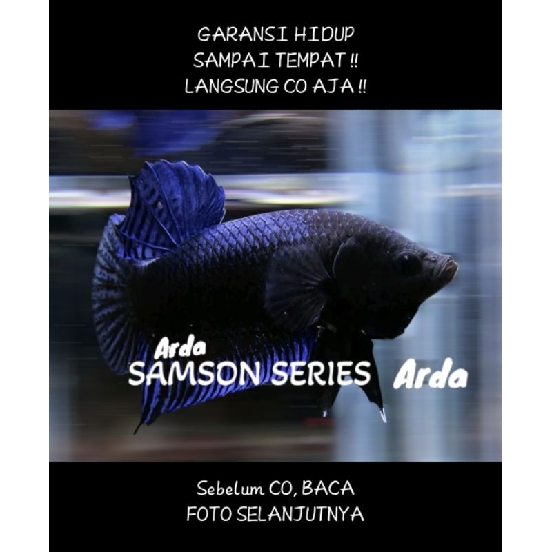 CUPANG ADU SUPER SERI SAMSON ORIGINAL Cupang Adu MDS Medan Super Cupang Adu Lokal Super Cupang Adu P