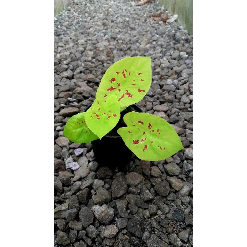 Caladium yellow leopard