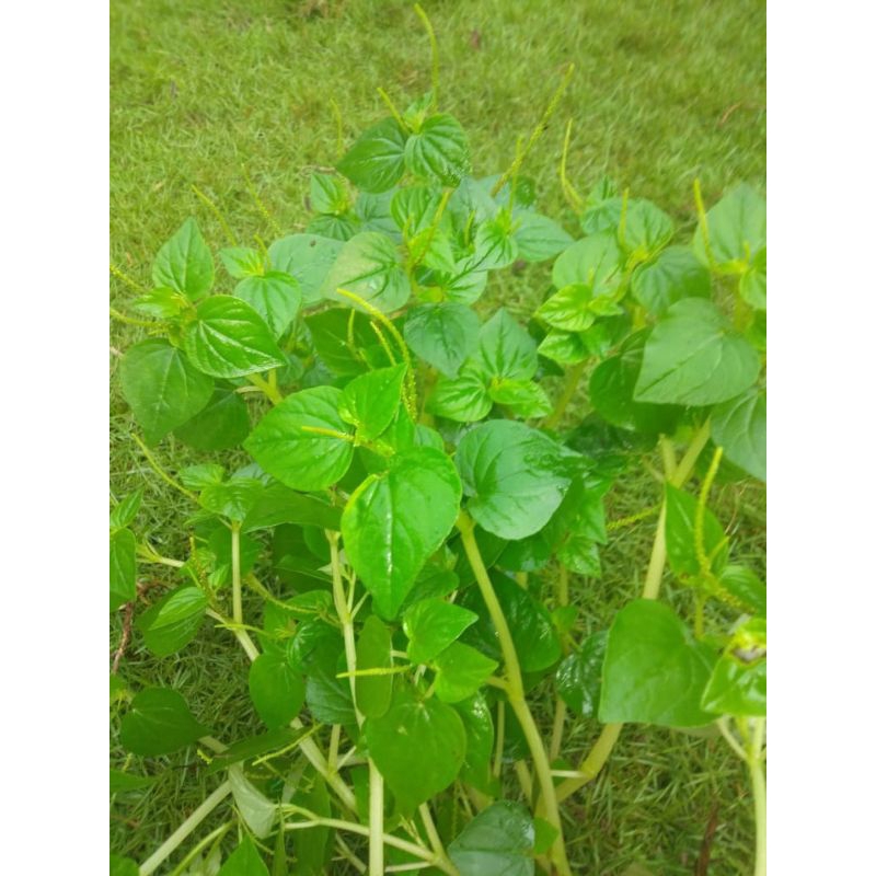 

Tanaman herbal Daun suruhan tumpang air/sirih cina 200gram fress