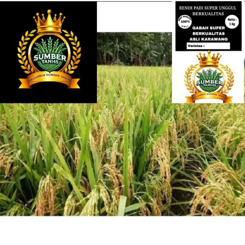 BENIH PADI SRI DELA SUPER UNGGUL 10KG