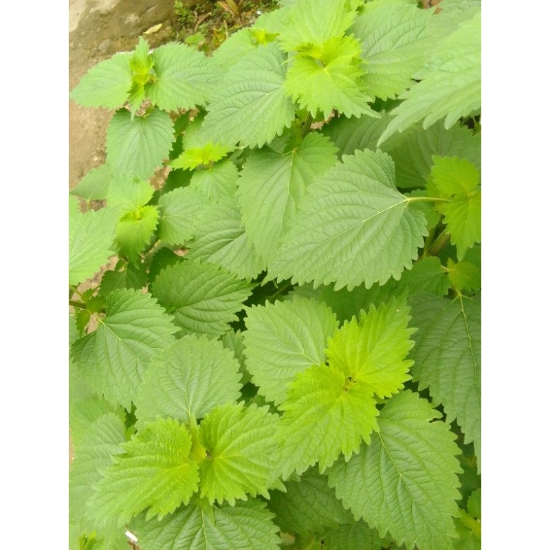 

daun matcho perilla daun Tionghoa 10 lembar