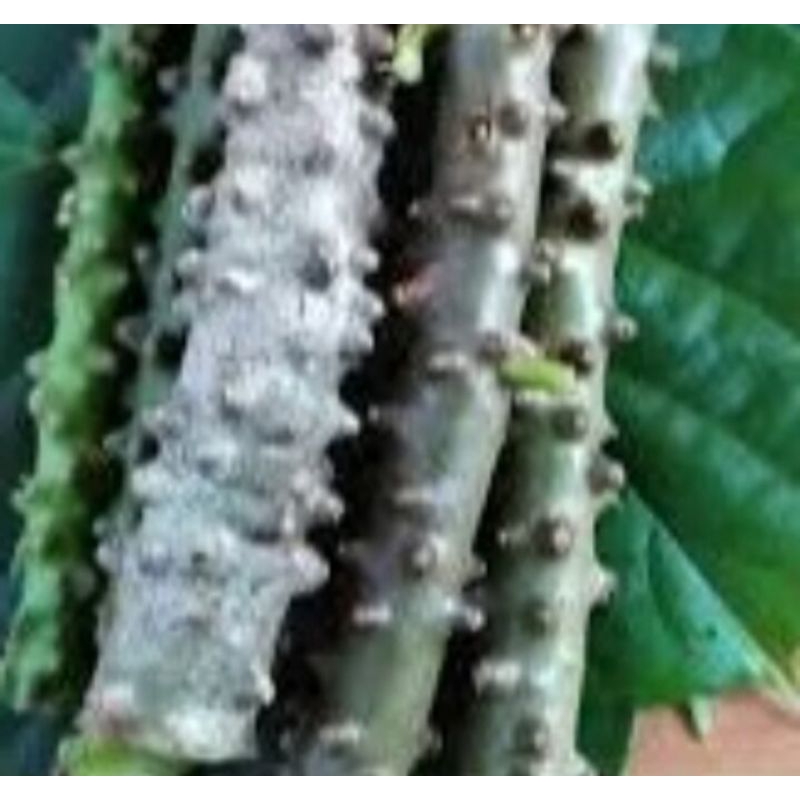 

BATRAWALI -PATRAWALI SEGAR 250 GR