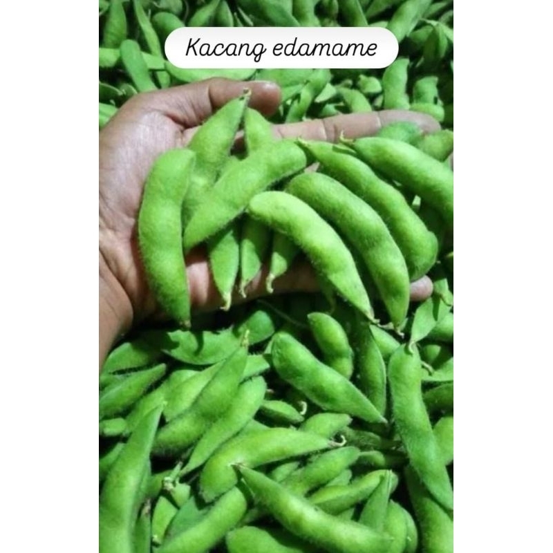 kacang edamame kemasan 1kg | edamame mentah