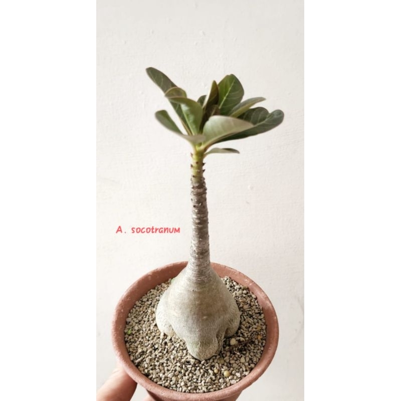 Adenium socotranum