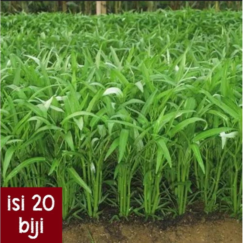 BIBIT SERIBUAN , BIBIT KANGKUNG SERIBUAN, BIBIT KANGKUNG MURAH , BIBIT KANGKUNG DAUN KECIL, BIBIT KA