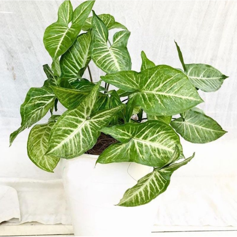 TANAMAN HIAS , KELADI , TANAMAN KELADI HIAS