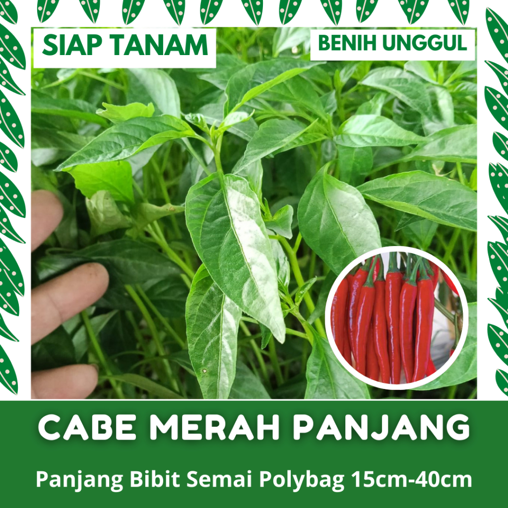 (20 POHON) BIBIT SEMAI CABE MERAH PANJANG SIAP TANAM UNGGULAN